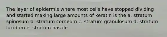 The layer of epidermis where most cells have stopped dividing and started making large amounts of keratin is the a. stratum spinosum b. stratum corneum c. stratum granulosum d. stratum lucidum e. stratum basale