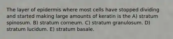 The layer of epidermis where most cells have stopped dividing and started making large amounts of keratin is the A) stratum spinosum. B) stratum corneum. C) stratum granulosum. D) stratum lucidum. E) stratum basale.