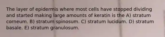 The layer of epidermis where most cells have stopped dividing and started making large amounts of keratin is the A) stratum corneum. B) stratum spinosum. C) stratum lucidum. D) stratum basale. E) stratum granulosum.