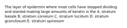 The layer of epidermis where most cells have stopped dividing and started making large amounts of keratin is the A. stratum basale B. stratum corneum C. stratum lucidum D. stratum granulosum E. stratum spinosum