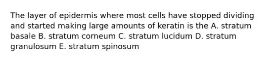 The layer of epidermis where most cells have stopped dividing and started making large amounts of keratin is the A. stratum basale B. stratum corneum C. stratum lucidum D. stratum granulosum E. stratum spinosum