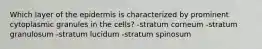 Which layer of the epidermis is characterized by prominent cytoplasmic granules in the cells? -stratum corneum -stratum granulosum -stratum lucidum -stratum spinosum