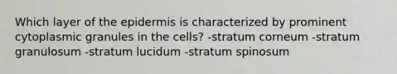 Which layer of <a href='https://www.questionai.com/knowledge/kBFgQMpq6s-the-epidermis' class='anchor-knowledge'>the epidermis</a> is characterized by prominent cytoplasmic granules in the cells? -stratum corneum -stratum granulosum -stratum lucidum -stratum spinosum