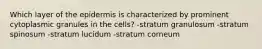 Which layer of the epidermis is characterized by prominent cytoplasmic granules in the cells? -stratum granulosum -stratum spinosum -stratum lucidum -stratum corneum