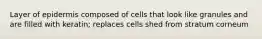 Layer of epidermis composed of cells that look like granules and are filled with keratin; replaces cells shed from stratum corneum