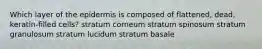 Which layer of the epidermis is composed of flattened, dead, keratin-filled cells? stratum corneum stratum spinosum stratum granulosum stratum lucidum stratum basale