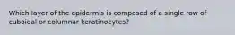 Which layer of the epidermis is composed of a single row of cuboidal or columnar keratinocytes?