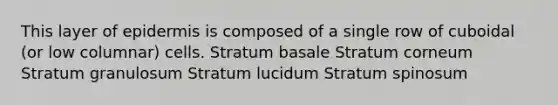 This layer of epidermis is composed of a single row of cuboidal (or low columnar) cells. Stratum basale Stratum corneum Stratum granulosum Stratum lucidum Stratum spinosum