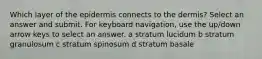 Which layer of the epidermis connects to the dermis? Select an answer and submit. For keyboard navigation, use the up/down arrow keys to select an answer. a stratum lucidum b stratum granulosum c stratum spinosum d stratum basale
