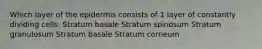 Which layer of the epidermis consists of 1 layer of constantly dividing cells. Stratum basale Stratum spinosum Stratum granulosum Stratum basale Stratum corneum