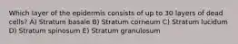 Which layer of the epidermis consists of up to 30 layers of dead cells? A) Stratum basale B) Stratum corneum C) Stratum lucidum D) Stratum spinosum E) Stratum granulosum