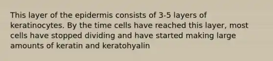 This layer of the epidermis consists of 3-5 layers of keratinocytes. By the time cells have reached this layer, most cells have stopped dividing and have started making large amounts of keratin and keratohyalin