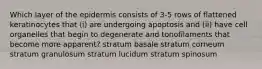 Which layer of the epidermis consists of 3-5 rows of flattened keratinocytes that (i) are undergoing apoptosis and (ii) have cell organelles that begin to degenerate and tonofilaments that become more apparent? stratum basale stratum corneum stratum granulosum stratum lucidum stratum spinosum