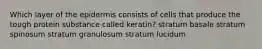 Which layer of the epidermis consists of cells that produce the tough protein substance called keratin? stratum basale stratum spinosum stratum granulosum stratum lucidum