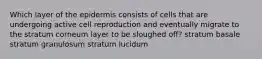 Which layer of the epidermis consists of cells that are undergoing active cell reproduction and eventually migrate to the stratum corneum layer to be sloughed off? stratum basale stratum granulosum stratum lucidum