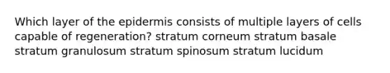 Which layer of the epidermis consists of multiple layers of cells capable of regeneration? stratum corneum stratum basale stratum granulosum stratum spinosum stratum lucidum