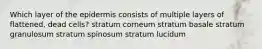 Which layer of the epidermis consists of multiple layers of flattened, dead cells? stratum corneum stratum basale stratum granulosum stratum spinosum stratum lucidum