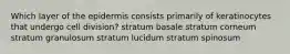 Which layer of the epidermis consists primarily of keratinocytes that undergo cell division? stratum basale stratum corneum stratum granulosum stratum lucidum stratum spinosum