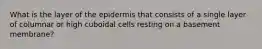 What is the layer of the epidermis that consists of a single layer of columnar or high cuboidal cells resting on a basement membrane?