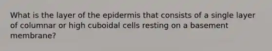 What is the layer of the epidermis that consists of a single layer of columnar or high cuboidal cells resting on a basement membrane?