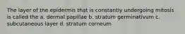 The layer of the epidermis that is constantly undergoing mitosis is called the a. dermal papillae b. stratum germinativum c. subcutaneous layer d. stratum corneum