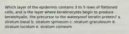 Which layer of the epidermis contains 3 to 5 rows of flattened cells, and is the layer where keratinocytes begin to produce keratohyalin, the precursor to the waterproof keratin protein? a. stratum basal b. stratum spinosum c. stratum granulosum d. stratum lucidum e. stratum corneum