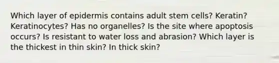 Which layer of epidermis contains adult stem cells? Keratin? Keratinocytes? Has no organelles? Is the site where apoptosis occurs? Is resistant to water loss and abrasion? Which layer is the thickest in thin skin? In thick skin?