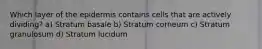 Which layer of the epidermis contains cells that are actively dividing? a) Stratum basale b) Stratum corneum c) Stratum granulosum d) Stratum lucidum