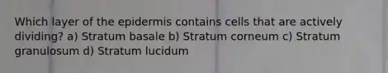 Which layer of the epidermis contains cells that are actively dividing? a) Stratum basale b) Stratum corneum c) Stratum granulosum d) Stratum lucidum