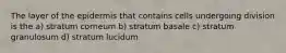 The layer of the epidermis that contains cells undergoing division is the a) stratum corneum b) stratum basale c) stratum granulosum d) stratum lucidum