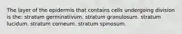 The layer of the epidermis that contains cells undergoing division is the: stratum germinativum. stratum granulosum. stratum lucidum. stratum corneum. stratum spinosum.