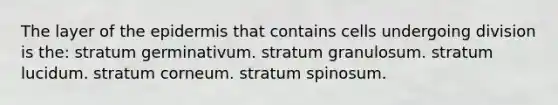 The layer of the epidermis that contains cells undergoing division is the: stratum germinativum. stratum granulosum. stratum lucidum. stratum corneum. stratum spinosum.