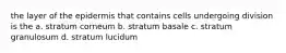 the layer of the epidermis that contains cells undergoing division is the a. stratum corneum b. stratum basale c. stratum granulosum d. stratum lucidum