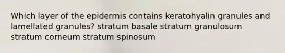 Which layer of the epidermis contains keratohyalin granules and lamellated granules? stratum basale stratum granulosum stratum corneum stratum spinosum