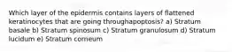 Which layer of the epidermis contains layers of flattened keratinocytes that are going throughapoptosis? a) Stratum basale b) Stratum spinosum c) Stratum granulosum d) Stratum lucidum e) Stratum corneum