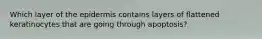 Which layer of the epidermis contains layers of flattened keratinocytes that are going through apoptosis?