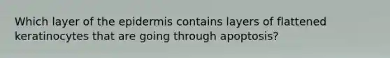Which layer of the epidermis contains layers of flattened keratinocytes that are going through apoptosis?