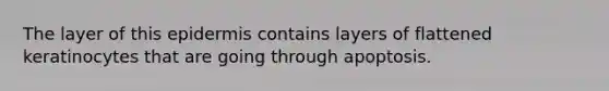 The layer of this epidermis contains layers of flattened keratinocytes that are going through apoptosis.