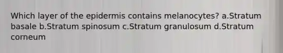 Which layer of the epidermis contains melanocytes? a.Stratum basale b.Stratum spinosum c.Stratum granulosum d.Stratum corneum