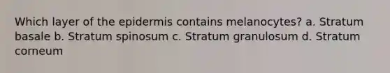 Which layer of the epidermis contains melanocytes? a. Stratum basale b. Stratum spinosum c. Stratum granulosum d. Stratum corneum