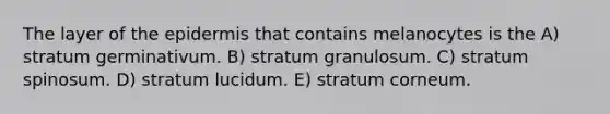 The layer of the epidermis that contains melanocytes is the A) stratum germinativum. B) stratum granulosum. C) stratum spinosum. D) stratum lucidum. E) stratum corneum.