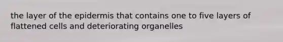 the layer of the epidermis that contains one to five layers of flattened cells and deteriorating organelles