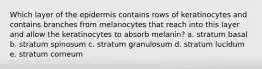 Which layer of the epidermis contains rows of keratinocytes and contains branches from melanocytes that reach into this layer and allow the keratinocytes to absorb melanin? a. stratum basal b. stratum spinosum c. stratum granulosum d. stratum lucidum e. stratum corneum