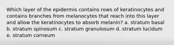 Which layer of the epidermis contains rows of keratinocytes and contains branches from melanocytes that reach into this layer and allow the keratinocytes to absorb melanin? a. stratum basal b. stratum spinosum c. stratum granulosum d. stratum lucidum e. stratum corneum