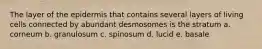 The layer of the epidermis that contains several layers of living cells connected by abundant desmosomes is the stratum a. corneum b. granulosum c. spinosum d. lucid e. basale