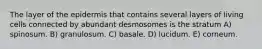 The layer of the epidermis that contains several layers of living cells connected by abundant desmosomes is the stratum A) spinosum. B) granulosum. C) basale. D) lucidum. E) corneum.