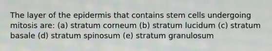 The layer of the epidermis that contains stem cells undergoing mitosis are: (a) stratum corneum (b) stratum lucidum (c) stratum basale (d) stratum spinosum (e) stratum granulosum