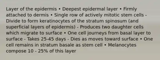 Layer of the epidermis • Deepest epidermal layer • Firmly attached to dermis • Single row of actively mitotic stem cells - Divide to form keratinocytes of the stratum spinosum (and superficial layers of epidermis) - Produces two daughter cells which migrate to surface • One cell journeys from basal layer to surface - Takes 25-45 days - Dies as moves toward surface • One cell remains in stratum basale as stem cell • Melanocytes compose 10 - 25% of this layer