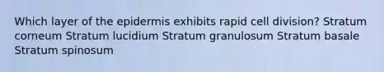 Which layer of the epidermis exhibits rapid cell division? Stratum corneum Stratum lucidium Stratum granulosum Stratum basale Stratum spinosum