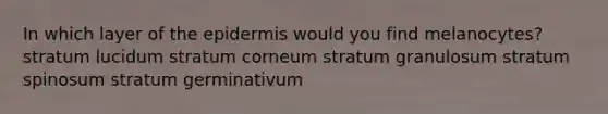 In which layer of the epidermis would you find melanocytes? stratum lucidum stratum corneum stratum granulosum stratum spinosum stratum germinativum